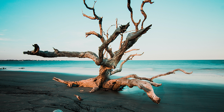 branch of tree in foreground on beach